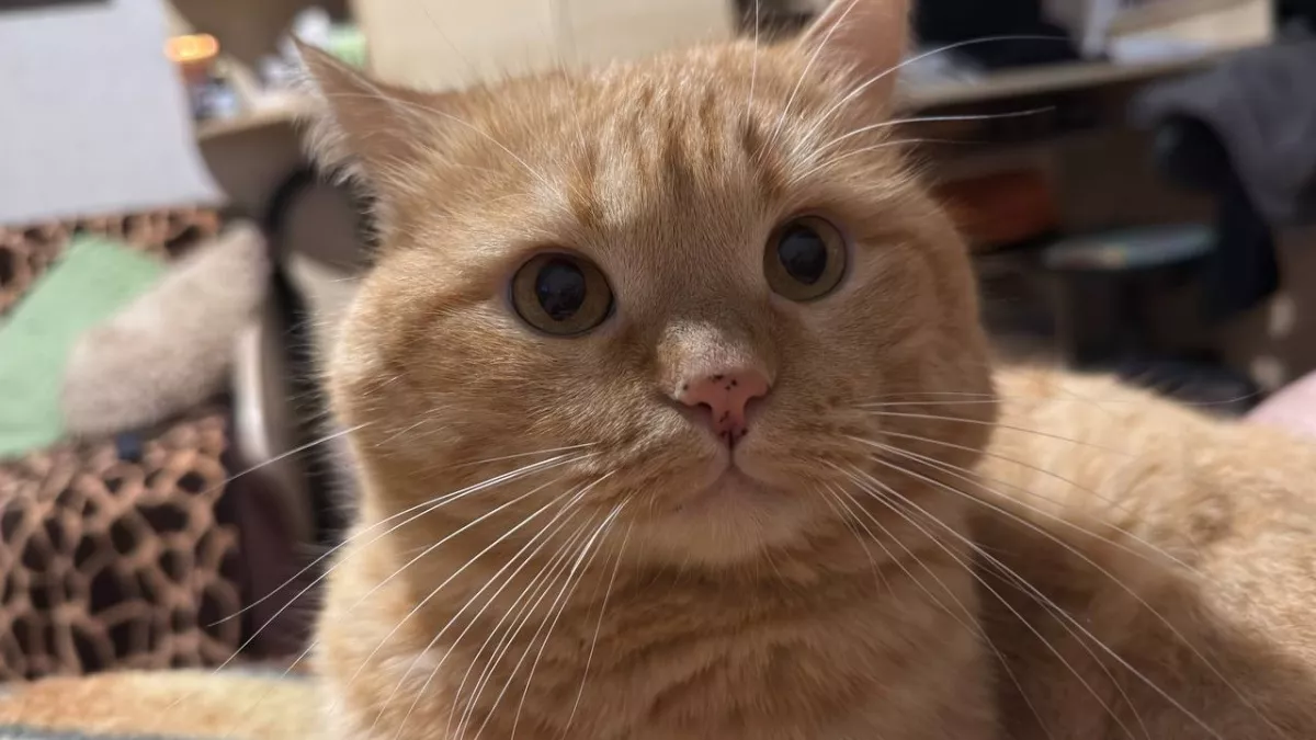 Почему утренний завтрак для кота вреден? Разбираем ошибки кормления, которые ведут к ожирению и болезням