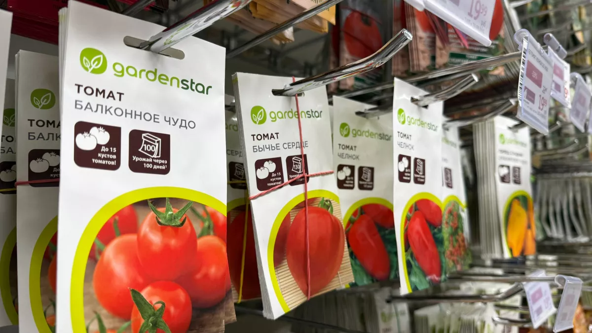 Лучшие ранние сорта томатов для Сибири: сравнение с эталоном Алпатьева 905 А