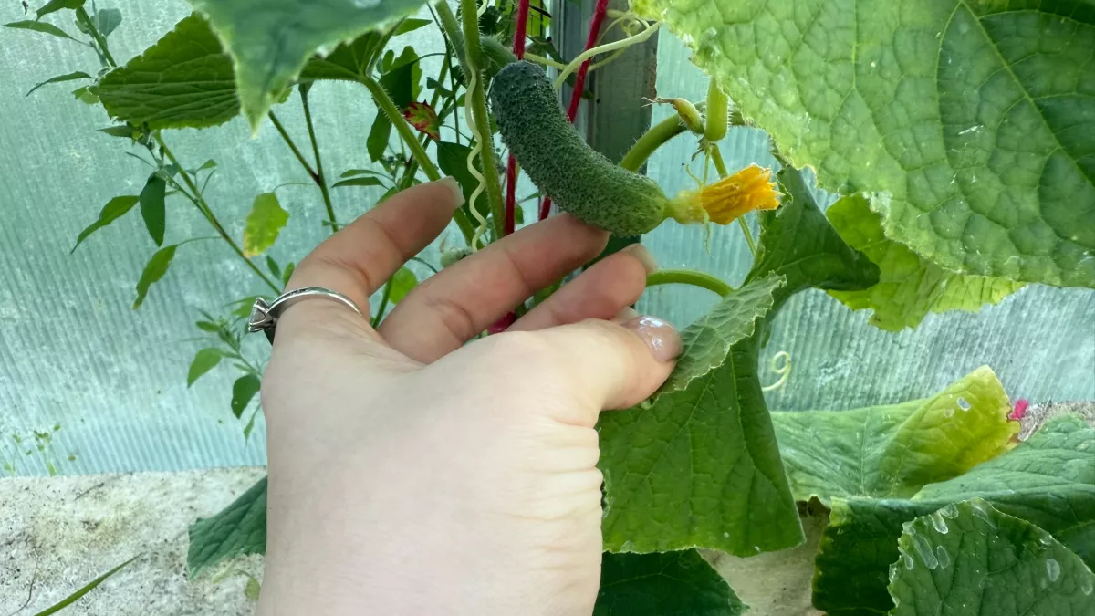 Сажаю огурцы по-японски: пошаговый метод для крепкой рассады и урожая