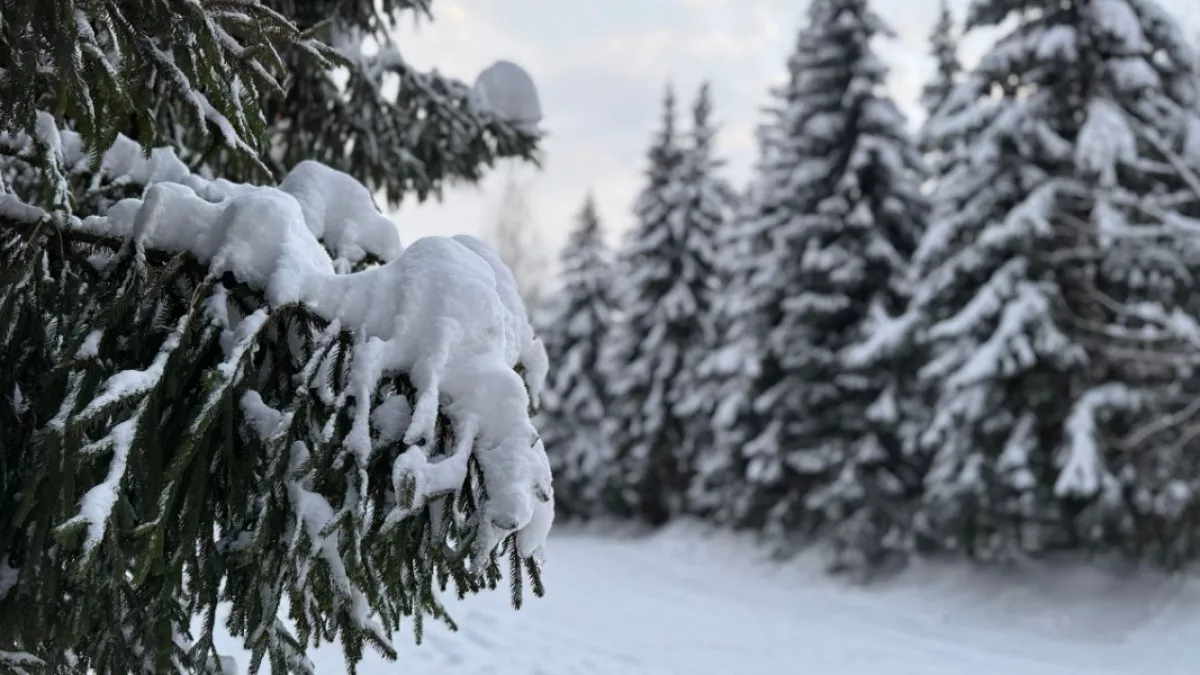 В Пензенской области с начала года выявлено 34 нарушения лесного законодательства