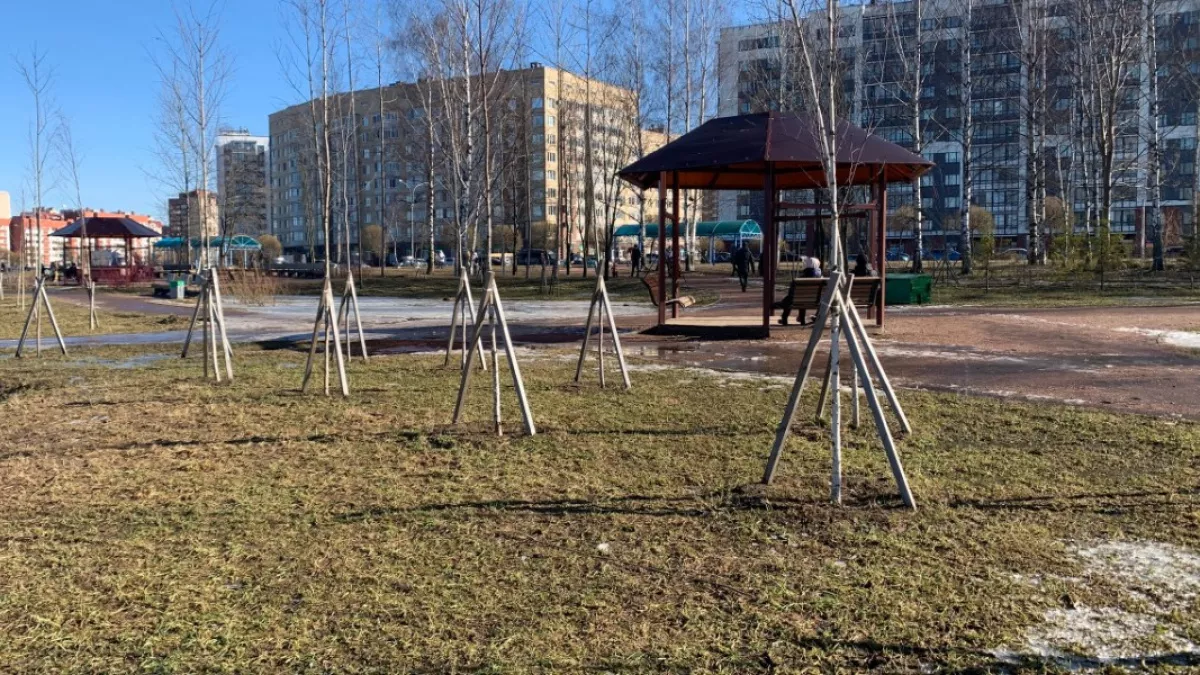 В Пензенской области в рамках акции «Сад памяти» будет высажено более 37 тысяч сеянцев сосны и дуба