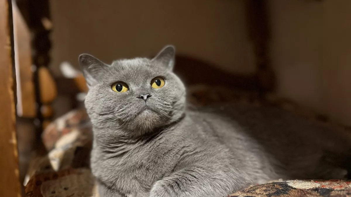 Сколько раз в день правильно поить кошку - запомните раз и на всю жизнь