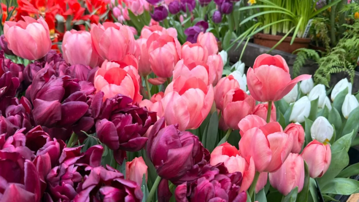 В 2026 году Пензу украсят более 260 тысяч однолетних цветов