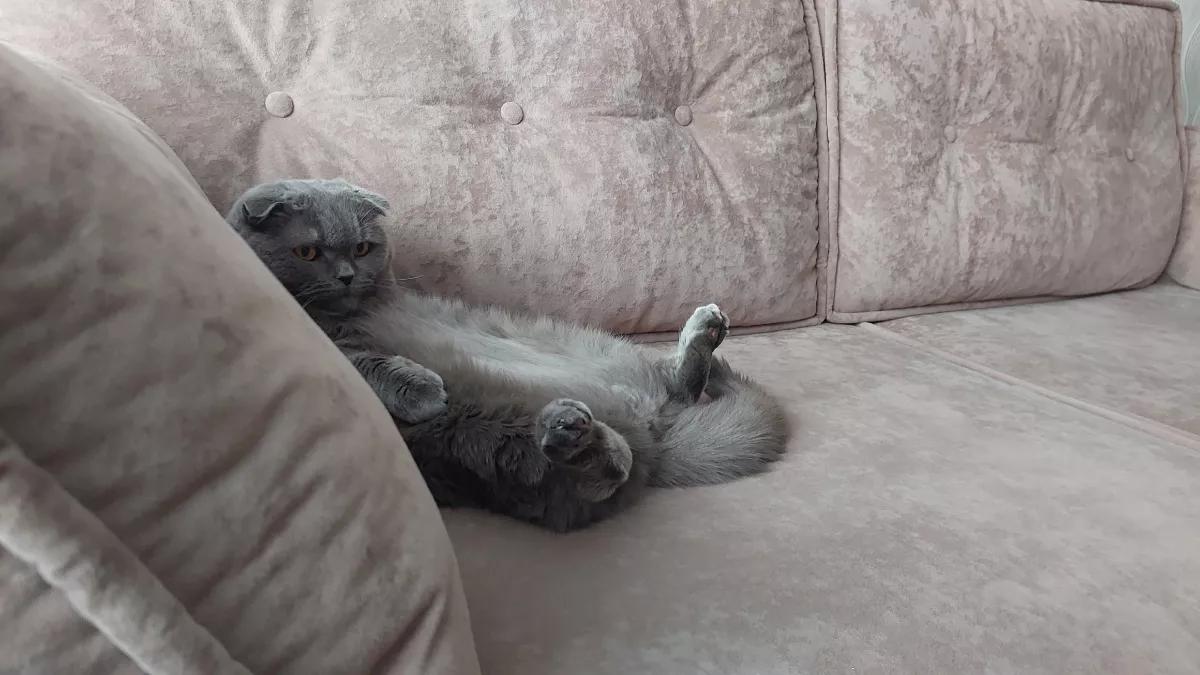 Кошка терпеть вас не может, а вы лезете с нежностями: 8 признаков в поведении, которые выдаю истинную нелюбовь кошки