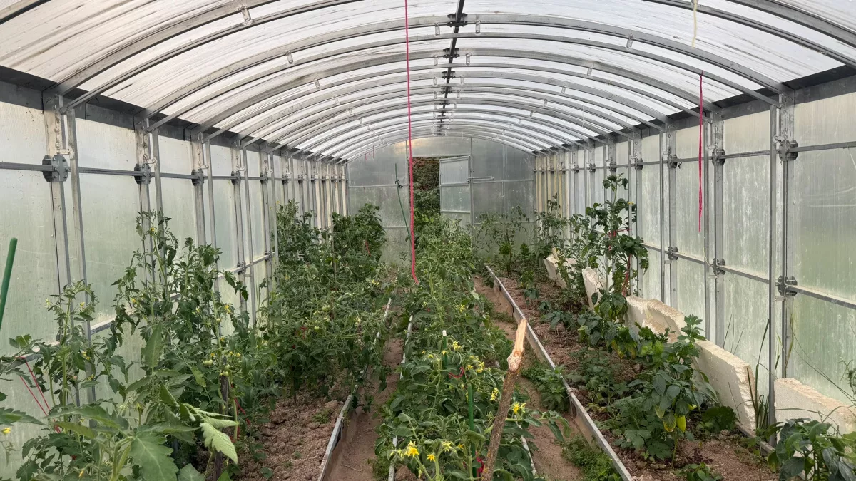 Парник больше не рухнет, а поликарбонат не разрушится: эти 5 ошибок делают почти все дачники - учтите при постройке теплицы