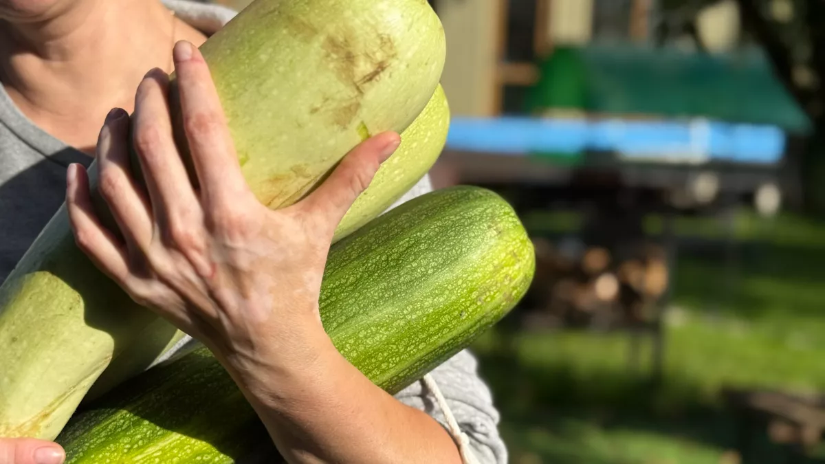 Кабачки больше не в моде: и еще 9 овощей, которые я больше никогда не покажу в огороде - и вам не советую