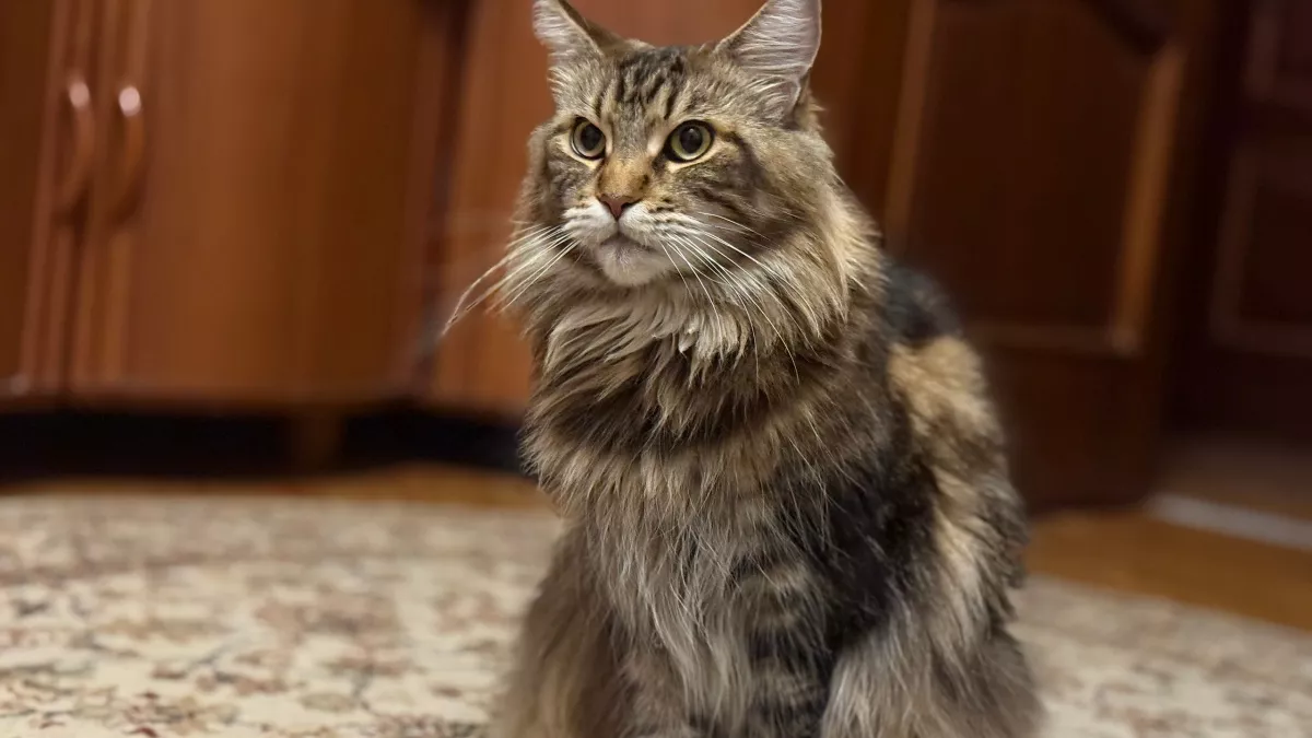 Вот почему кошки носятся по квартире и делают тыг-дык: опытный зоопсихолог все пояснил 