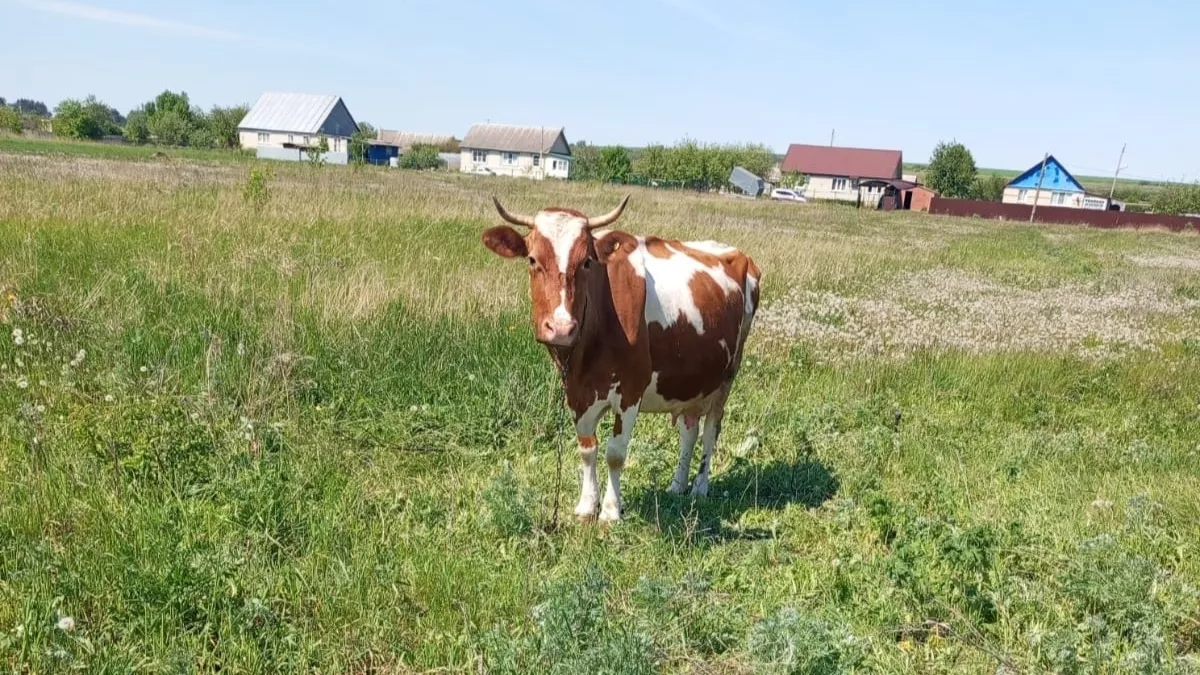 Жители Пензенской области пожаловались на массовый забой скота