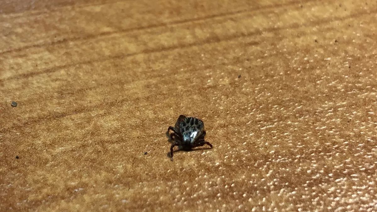 20 капель в воду - и клещи шарахаются от вас как огня: сок этого фрукта заменит любые репелленты