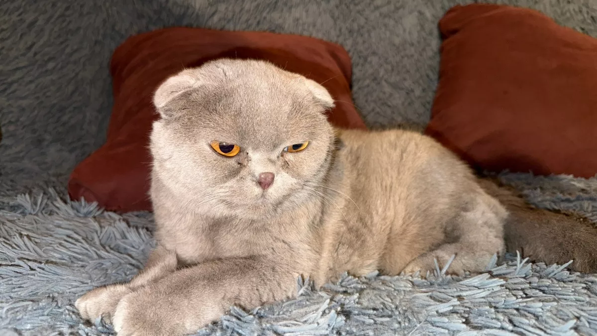 Можно ли тыкать кошку носом, если она ходит мимо лотка: как она на самом деле понимает этот жесть - ответ ветеринара