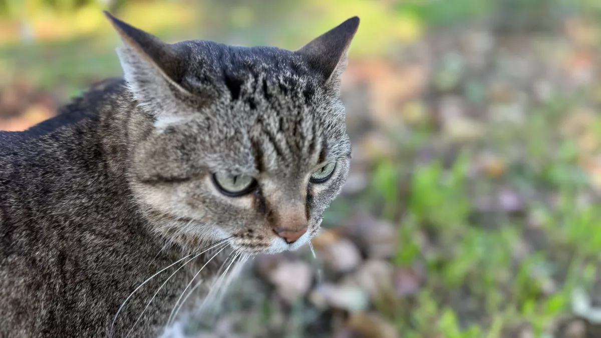 Благодарны ли уличные коты за то, что человек забрал их домой - зоопсихолог рассказал про истинные мотивы бродяг