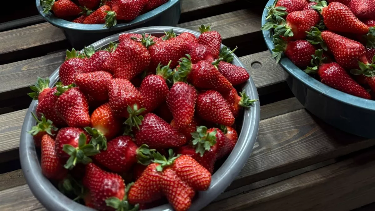 В марте клубнике — обязательно: ягоды будут крупнее и сахарнее арбуза — полезный лайфхак от бывалого дачника