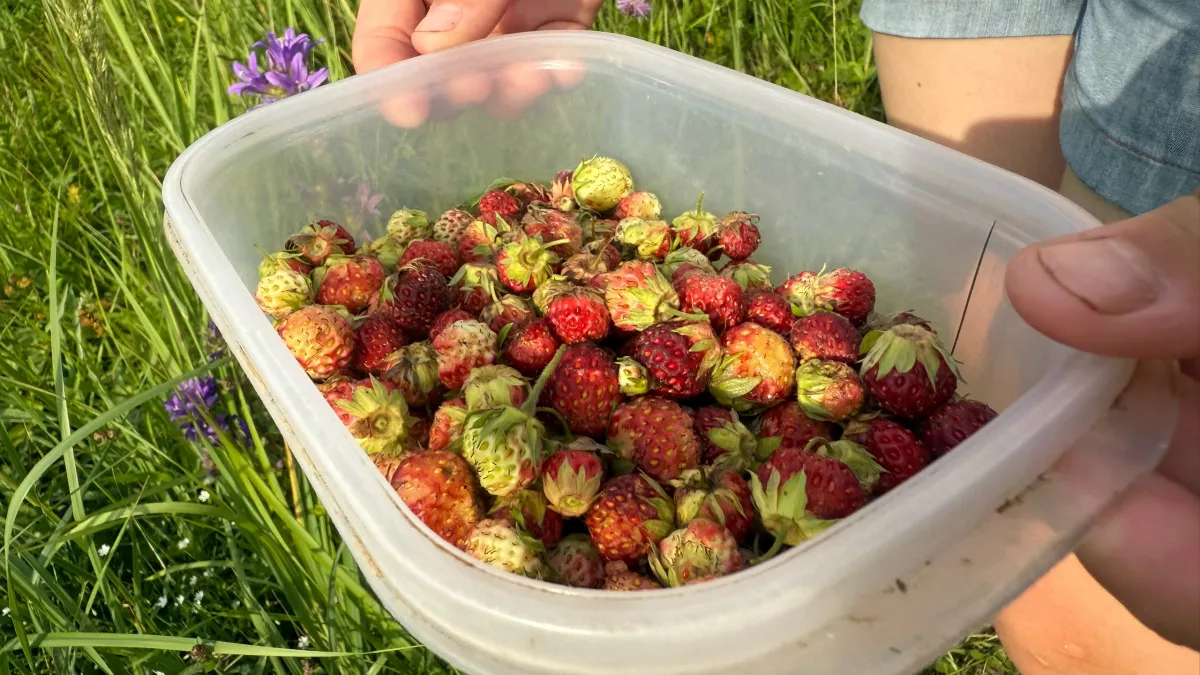 Выращиванию землянику методом "сплошной поляны": метод и его название придумала сама, но все просили поделиться