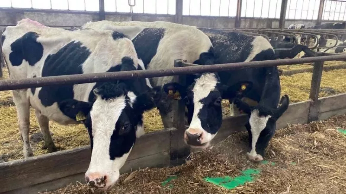 Врачи рыдали: фермера из Пензенской области лишили скота под предлогом борьбы с пастереллёзом 