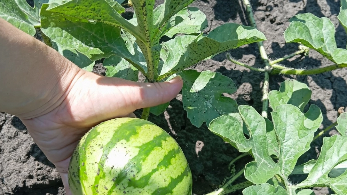Выращиваю арбузы-гиганты на дачном участке: 5 советов для созревания сахарных плодов - справятся даже новички