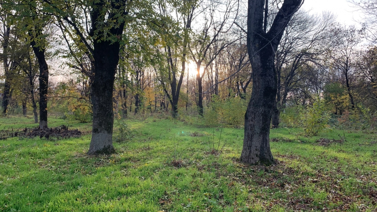 Дуб из Пензы может представить регион на всероссийском уровне