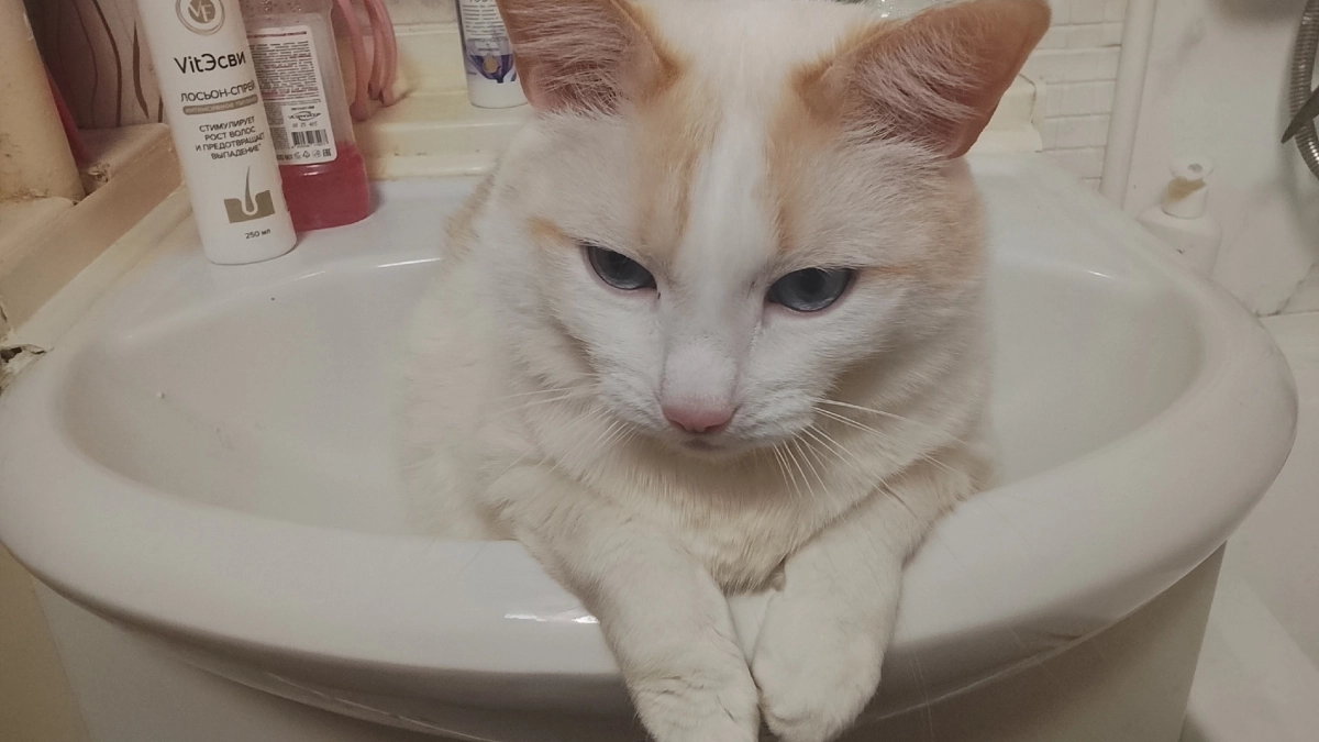 Почему домашние кошки не оставляют вас одних даже в ванной или туалете - запомните раз и на всю жизнь