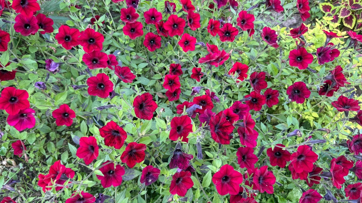 Эти дивные многолетники цветут все лето без перерыва: будете любоваться до самых холодов