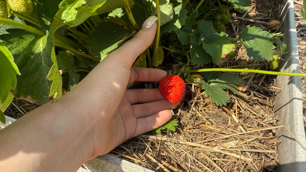 Соседки сначала смеялись, а потом спрашивали рецепт: один пакетик в марте — и клубника растёт крупная с кулак, сладкая и плотная