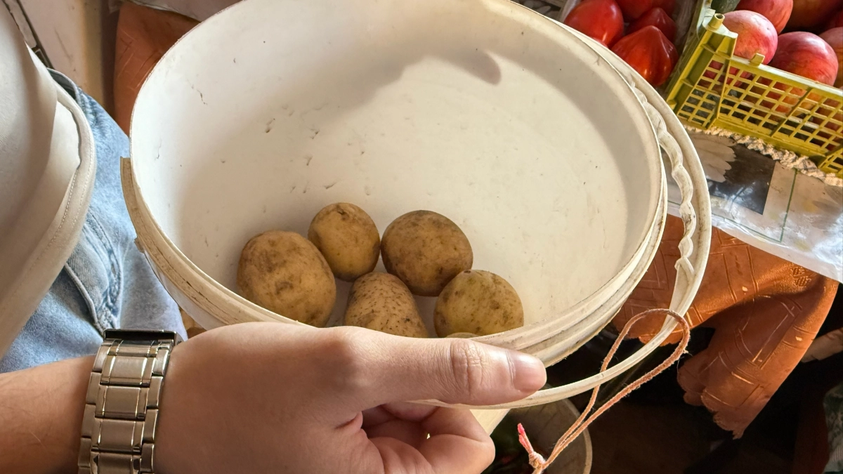 Оказалось, что мы всю жизнь храним картошку неправильно: ученые назвали единственное место, где она пролежит полгода