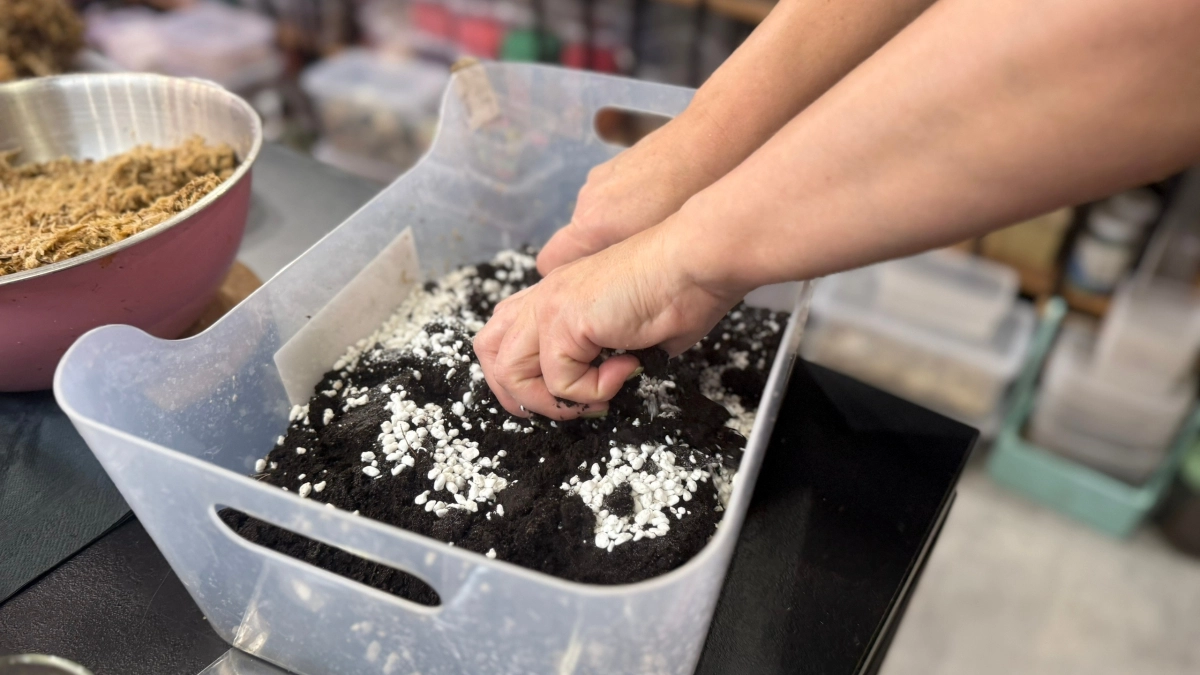 Добавляю в грунт всего три ингредиента при пикировке — и мои томаты растут крепкими, с мощными корнями и сочными стеблями