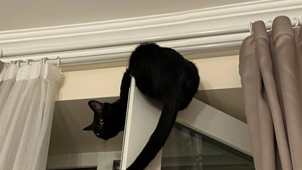 Почему кошка внезапно срывается с места и носится по квартире — что говорит поведение питомца