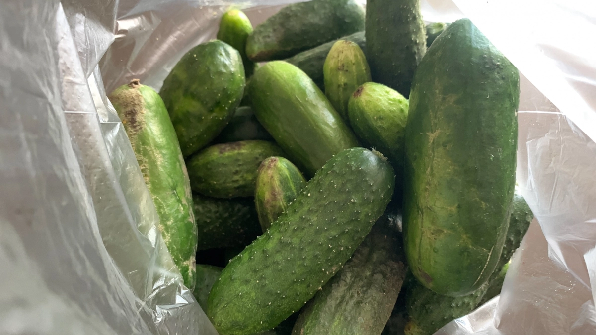 В Чижик завезли свежие огурцы: в 2 раза дешевле, чем в остальных магазинах - стоит ли брать