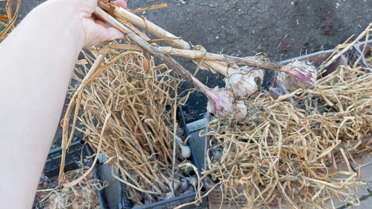 Разведите 2 ложки в ведре воды — получите чеснок размером с кулак: гениальная мартовская подкормка