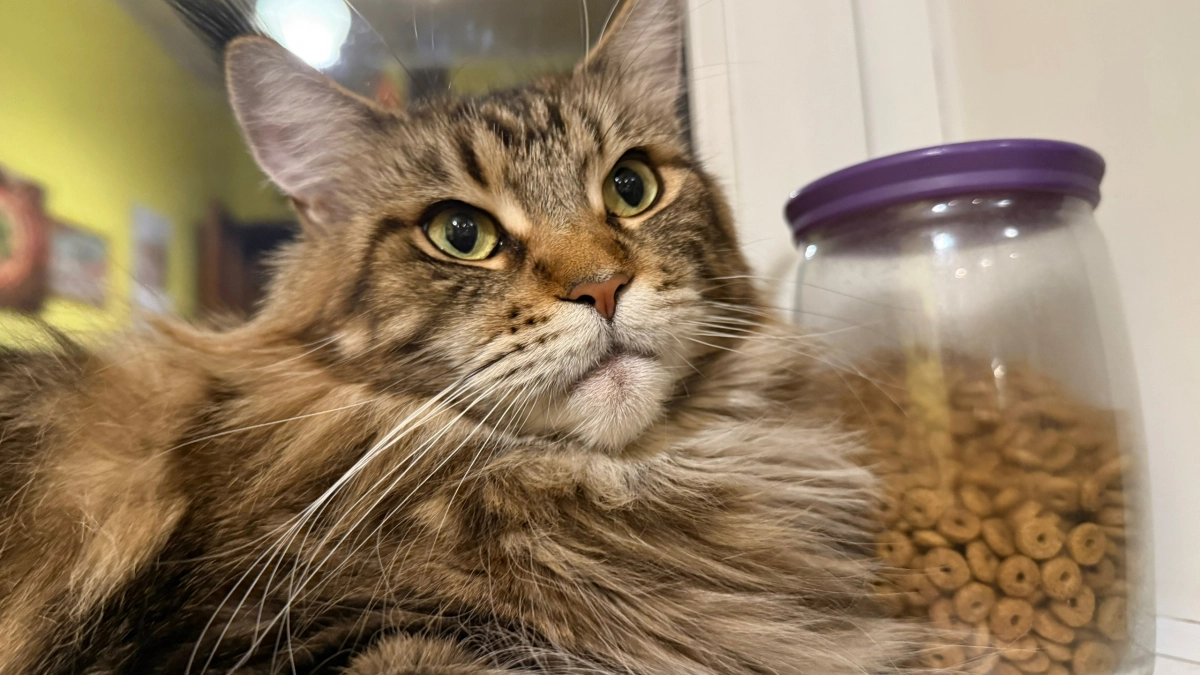 Всю жизнь считала, что кошки обожают молоко, пока не узнала правду: ветеринар рассказал, почему на самом деле оно им вредно 