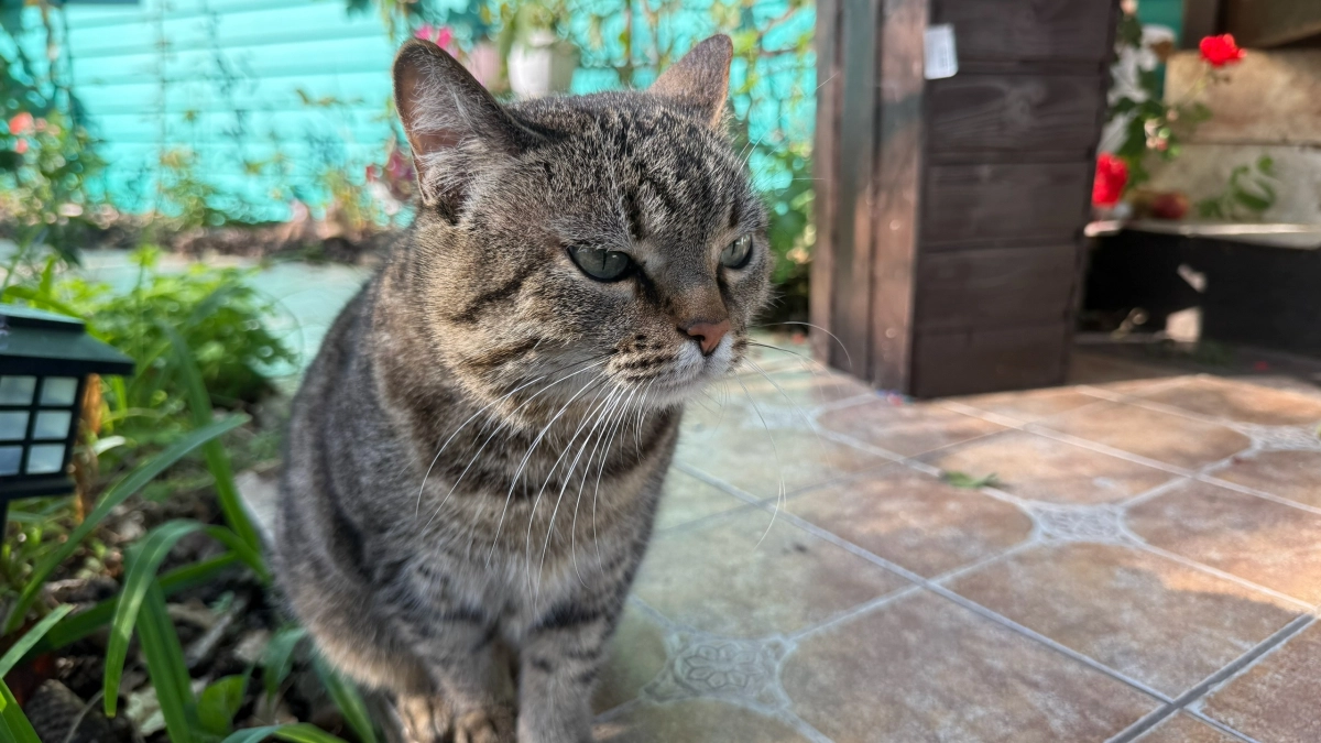 Почему домашние кошки так рвутся в подъезд — оказывается, на это есть несколько причин, которые мы даже не замечаем