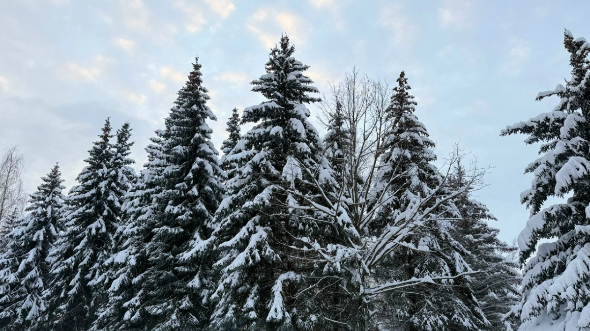 В Пензенской области площадь лесовосстановления увеличилась на 16%