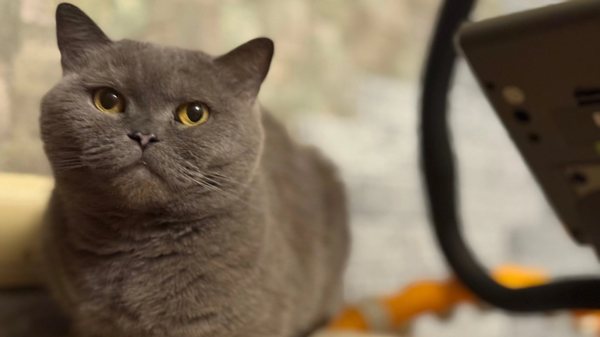 Почему домашние кошки пьют грязную воду, если рядом чистая из фильтра