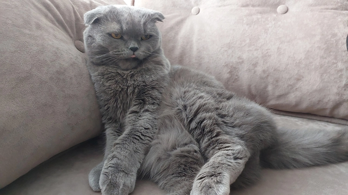 На что точно обидится ваша кошка - запомните раз и навсегда