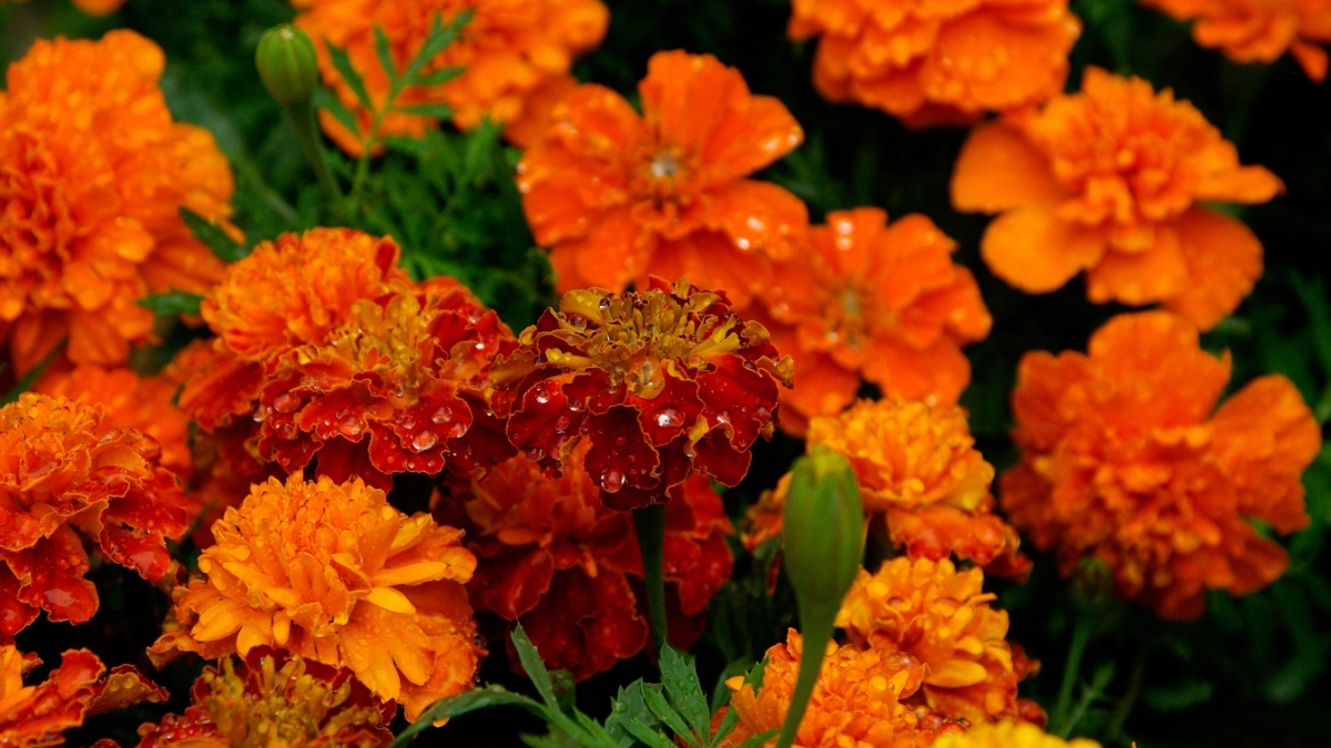 Необычная посадка бархатцев пышными островками — просто, красиво и весь сезон сад выглядит как на открытке