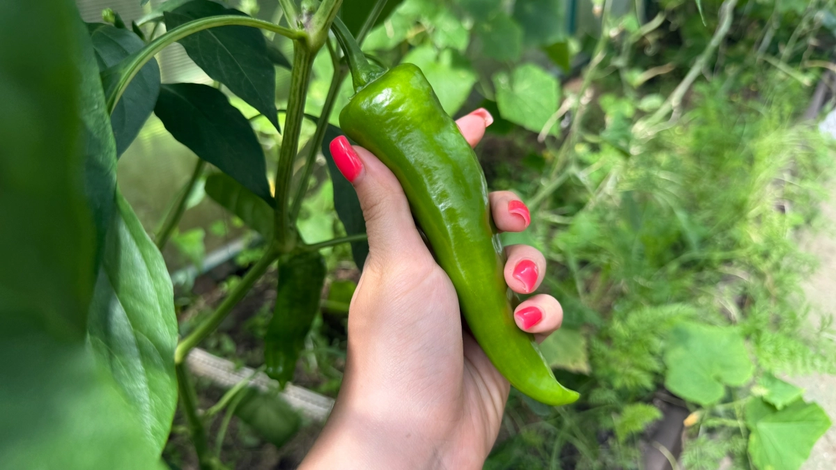 Один приём — и кусты ломятся от плодов: схема посадки перца, которую за мной повторяют все соседи