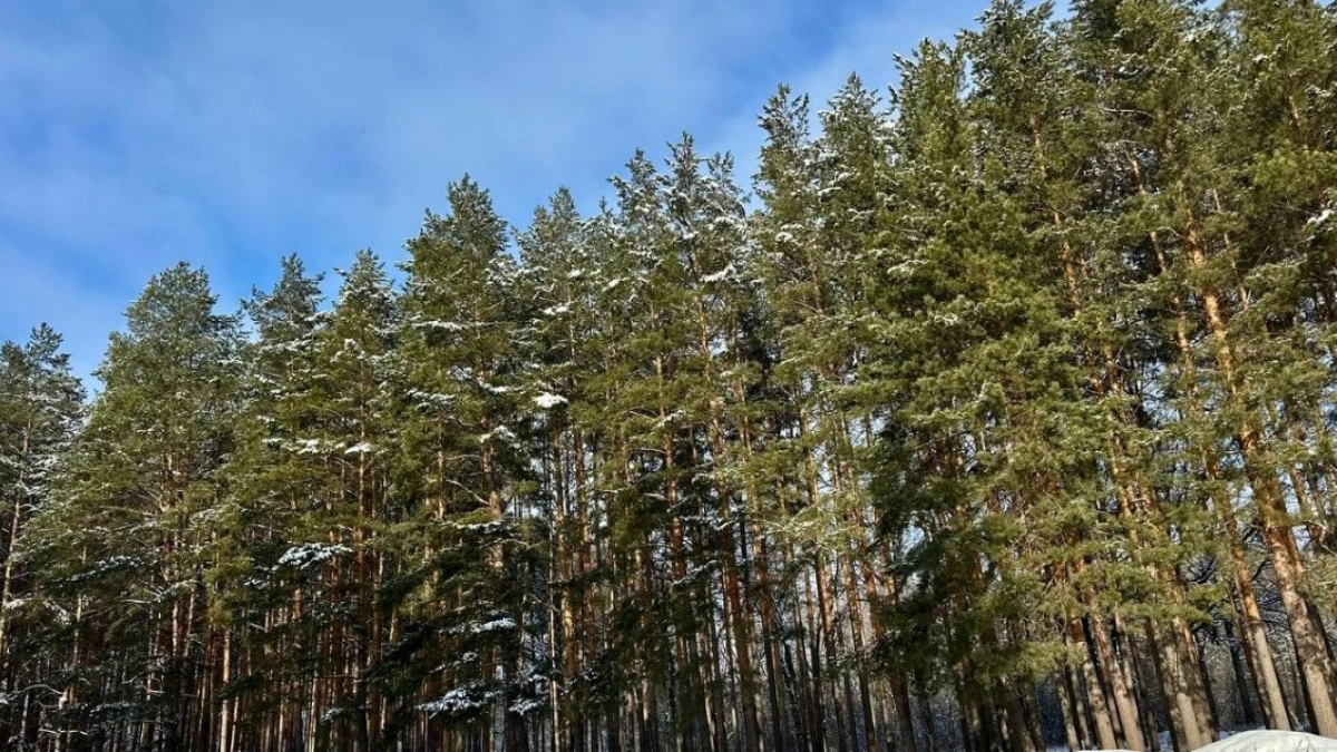 В Мокшанском районе сотрудники лесничества заготавливают семена дуба к посеву