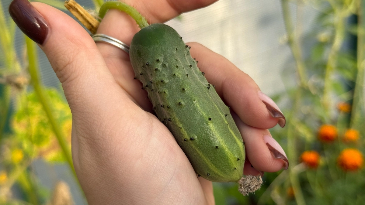 Четыре года без нормального урожая огурцов — пока соседка не раскрыла свой секрет, теперь собираю ведрами