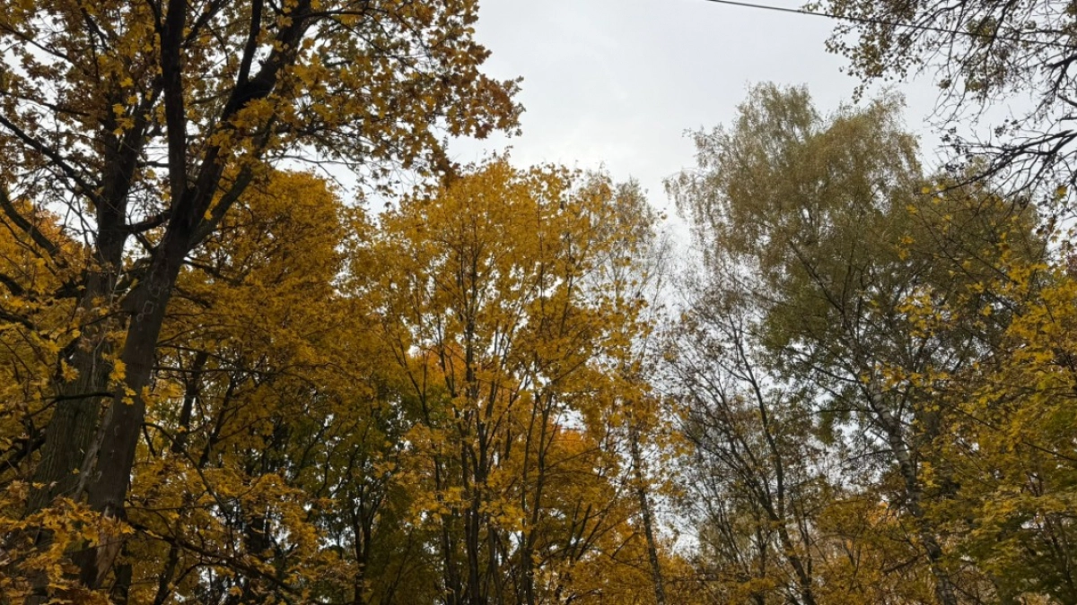 С начала 2026 года в Пензенской области выявлено 42 нарушения лесного законодательства