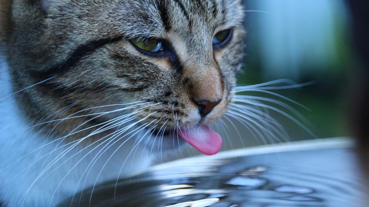 Сколько раз в день правильно поить кошку: запомните раз и на всю жизнь