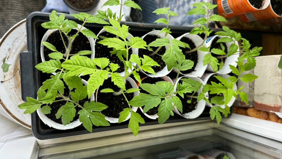 Всю зиму складываю пакеты из под молока одного объёма: вот зачем они нужны мне в огороде 