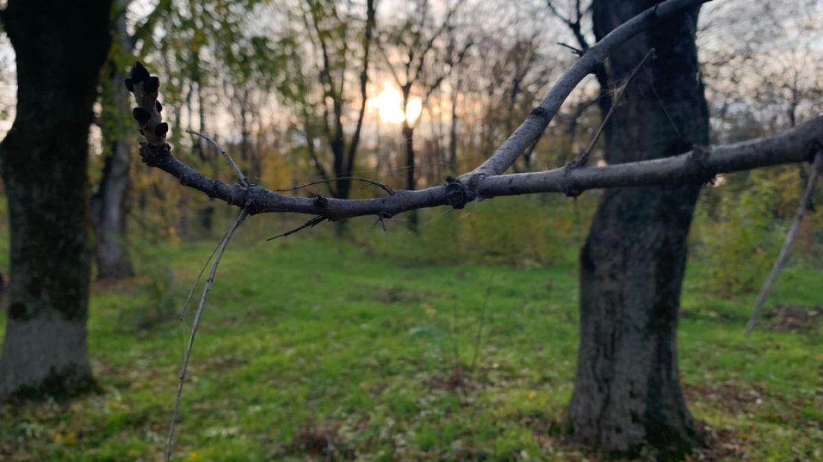 В Камешкирском районе проведен отбор сеянцев сосны для будущих лесных массивов