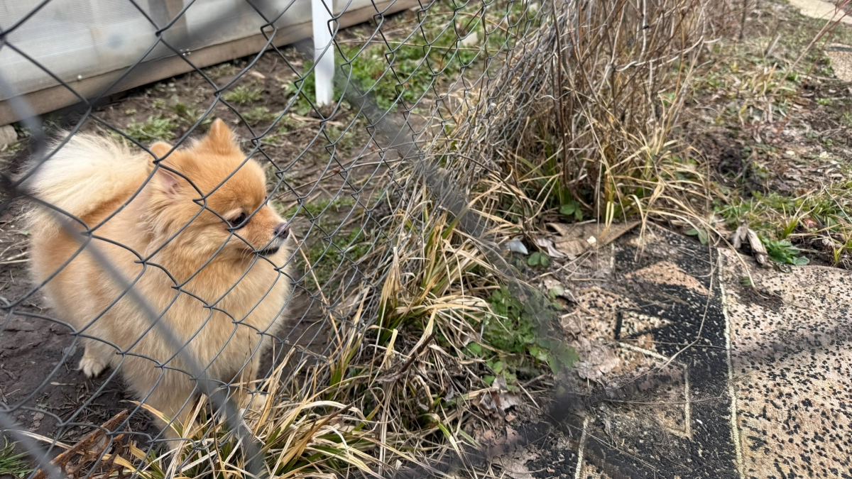 Не линяют, не воняют псиной и не болеют: 10 лучших пород собак - идеальны для дома и квартиры