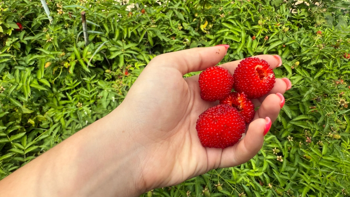 Сыплю под малину в апреле вместо дорогих удобрений это копеечное средство: получаю двойной урожай уже в этот год