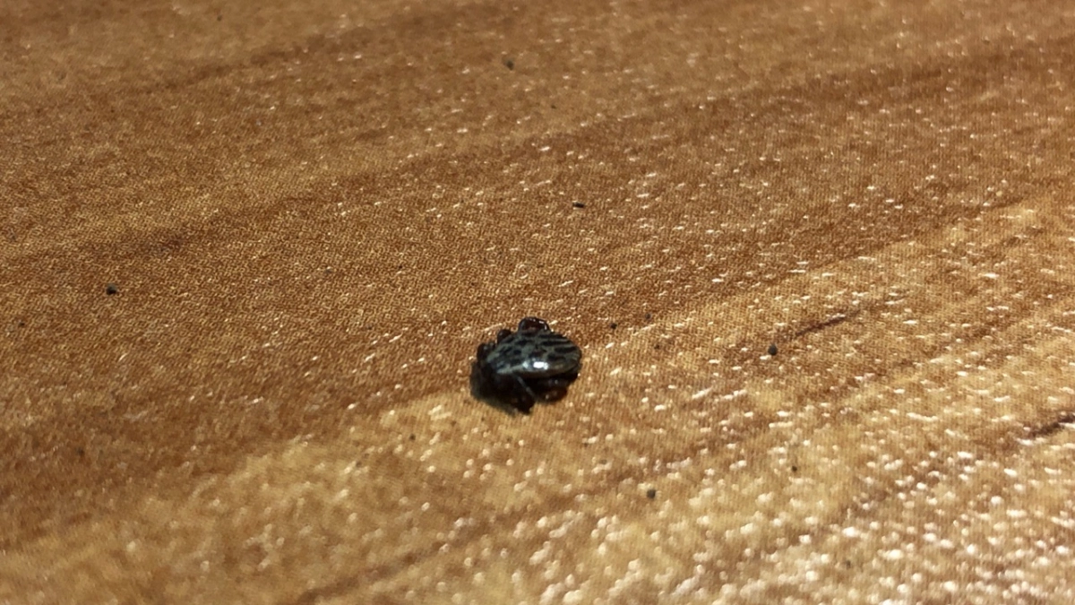 5 пшиков на одежду - и клещи рядом с вами будут обездвижены полностью - мощное средство от опытного лесника 