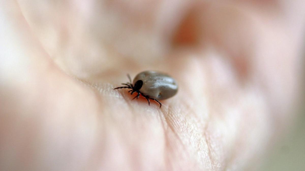 Даже новые клещи-мутанты боятся этого дешевого средства как огня: 3 пшика - в весеннем лесу чувствую себя спокойно 