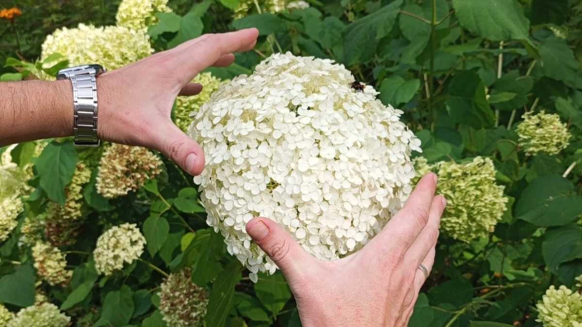 После таяния снега гортензию нужно обязательно разбудить: к лету даже безжизненные кусты превратятся в пышные шапки