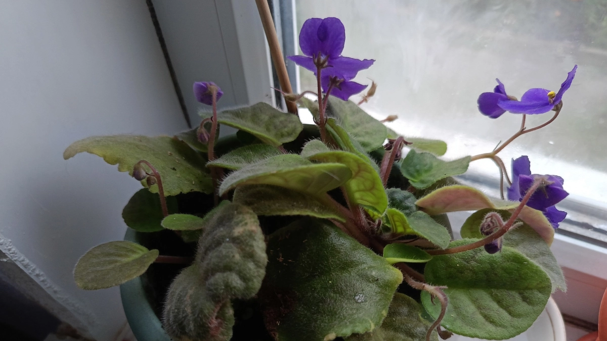 Не мусор, а бесценное удобрение: вносим с 1 апреля  — фиалки от радости круглый год цветут