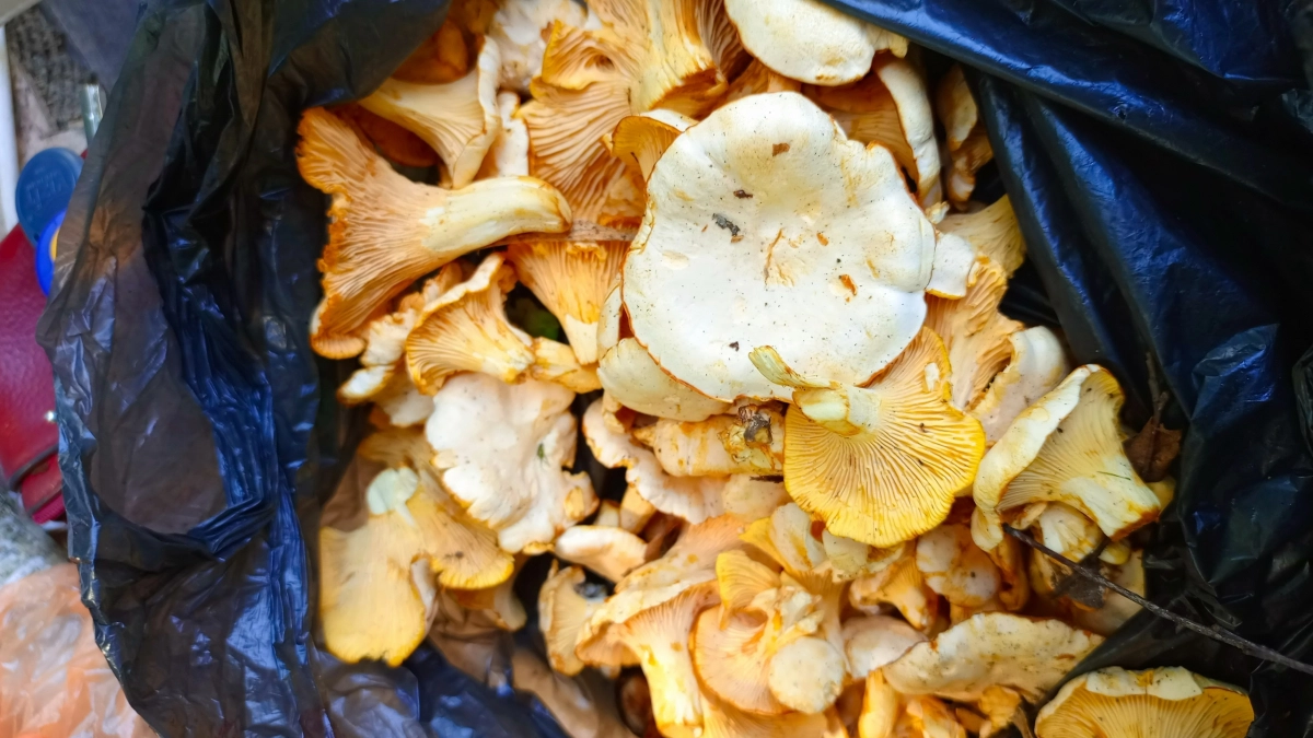 Сколько нужно отваривать грибы до готовности - жаль, что узнала об этом только в 40 лет