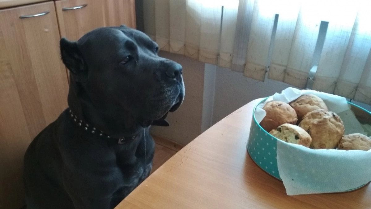 Как собака прощается со своим хозяином навсегда: 10 главных признаком,которые нельзя пропустить даже у молодой собаки 