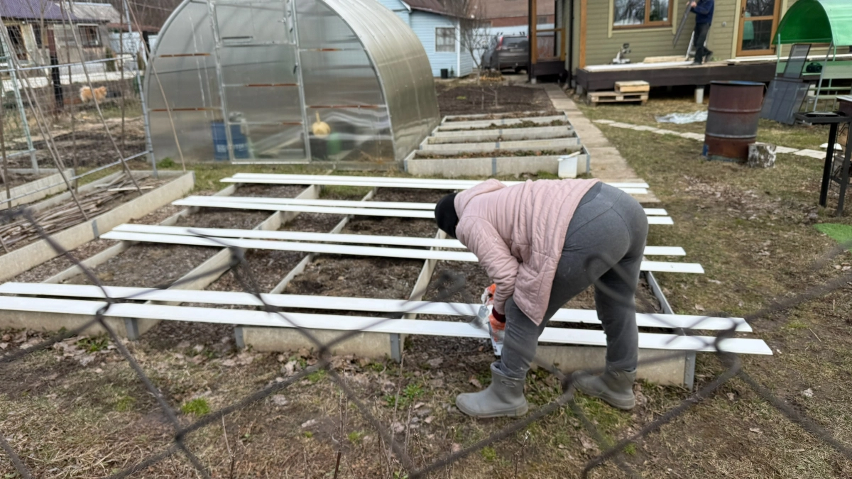 Как избавиться от муравьев в теплице навсегда: 3 простых способа из чистых натуральных средств